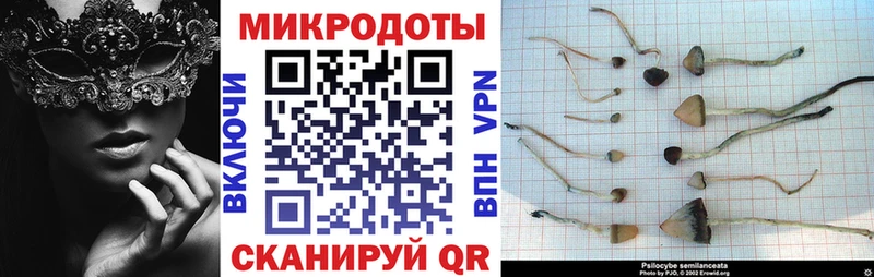 Псилоцибиновые грибы Psilocybe  Сусуман 